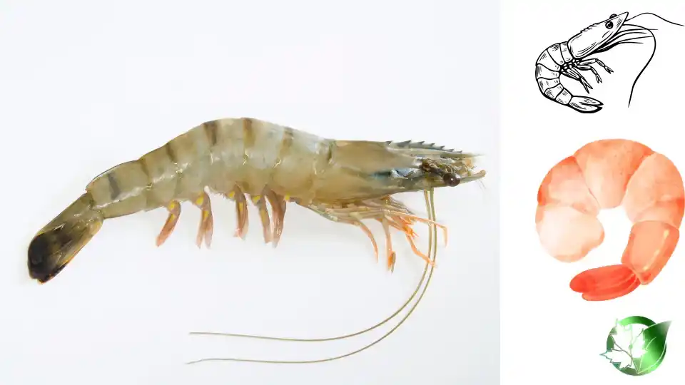 Commercial supplier evaluation for Whiteleg Shrimp should cover specification, packaging, document package, logistics, and landed commercial cost.